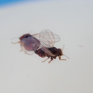 Psyllidae sp. (family) at Cook, ACT - 24 Oct 2019 01:21 PM