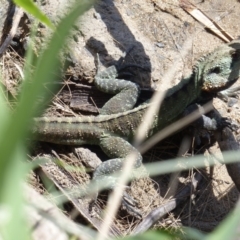 Intellagama lesueurii howittii (Gippsland Water Dragon) at Bega, NSW - 29 Oct 2019 by MatthewHiggins