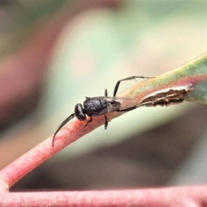 Evaniidae (family) at Cook, ACT - 25 Oct 2019