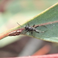 Evaniidae (family) at Cook, ACT - 25 Oct 2019 09:06 AM