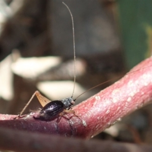 Trigonidium sp. (genus) at Cook, ACT - 29 Oct 2019