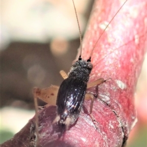 Trigonidium sp. (genus) at Cook, ACT - 29 Oct 2019
