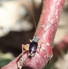 Trigonidium sp. (genus) at Cook, ACT - 29 Oct 2019