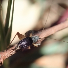 Trigonidium sp. (genus) at Cook, ACT - 29 Oct 2019