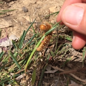 Pterolocera leucocera at Kenny, ACT - 30 Oct 2019 11:16 AM