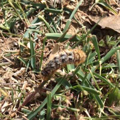 Pterolocera leucocera (Pterolocera leucocera) at Kenny, ACT - 30 Oct 2019 by mcosgrove