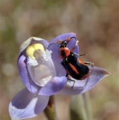 Dicranolaius villosus (Melyrid flower beetle) at Mount Painter - 29 Oct 2019 by CathB