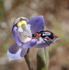 Dicranolaius villosus at Cook, ACT - 29 Oct 2019