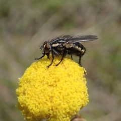 Oxysarcodexia varia (Striped Dung Fly) at Mount Painter - 28 Oct 2019 by CathB