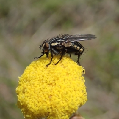 Oxysarcodexia varia (Striped Dung Fly) at Cook, ACT - 28 Oct 2019 by CathB