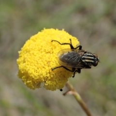 Oxysarcodexia varia at Cook, ACT - 28 Oct 2019