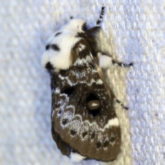 Genduara punctigera (Spotted Clear Winged Snout Moth) at O'Connor, ACT - 29 Oct 2019 by ibaird