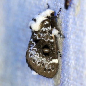 Genduara punctigera at O'Connor, ACT - 29 Oct 2019 09:13 PM