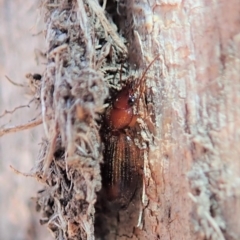 Philophlaeus sp. (genus) (Bark carab beetle) at Aranda Bushland - 29 Oct 2019 by CathB
