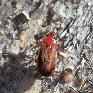 Philophlaeus sp. (genus) at Dunlop, ACT - 29 Oct 2019