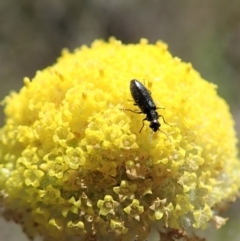 Dasytinae (subfamily) (Soft-winged flower beetle) at Mount Painter - 22 Oct 2019 by CathB