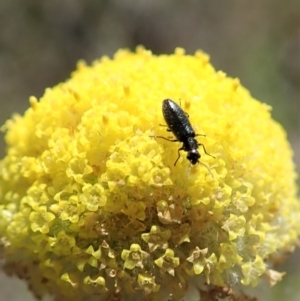 Dasytinae (subfamily) at Cook, ACT - 22 Oct 2019 12:27 PM