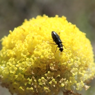 Dasytinae (subfamily) (Soft-winged flower beetle) at Cook, ACT - 22 Oct 2019 by CathB