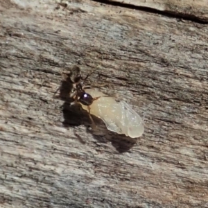 Technomyrmex sp. (genus) at Cook, ACT - 27 Oct 2019