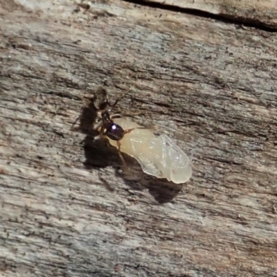 Technomyrmex sp. (genus) at Cook, ACT - 26 Oct 2019 by CathB