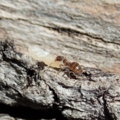 Technomyrmex sp. (genus) at Cook, ACT - 27 Oct 2019 10:06 AM