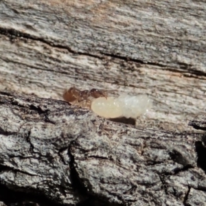 Technomyrmex sp. (genus) at Cook, ACT - 27 Oct 2019 10:06 AM