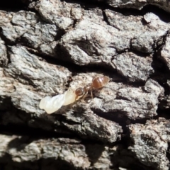 Technomyrmex sp. (genus) at Cook, ACT - 27 Oct 2019 10:06 AM