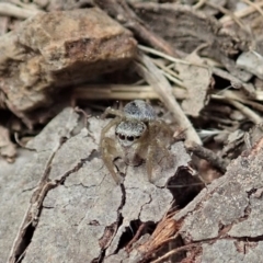 Salticidae (family) (Unidentified Jumping spider) at Dunlop, ACT - 25 Oct 2019 by CathB