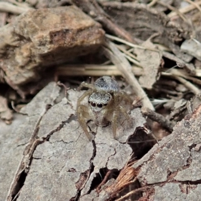 Salticidae (family) (Unidentified Jumping spider) at Dunlop, ACT - 25 Oct 2019 by CathB
