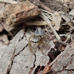 Salticidae (family) at Dunlop, ACT - 25 Oct 2019