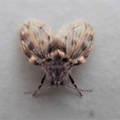 Psychodidae sp. (family) (Moth Fly, Drain Fly) at Cook, ACT - 26 Oct 2019 by CathB