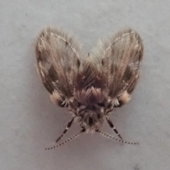 Psychodidae sp. (family) at Cook, ACT - 26 Oct 2019 03:04 PM