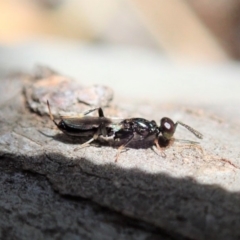 Eupelmidae (family) (Eupelmid wasp) at Cook, ACT - 27 Oct 2019 by CathB