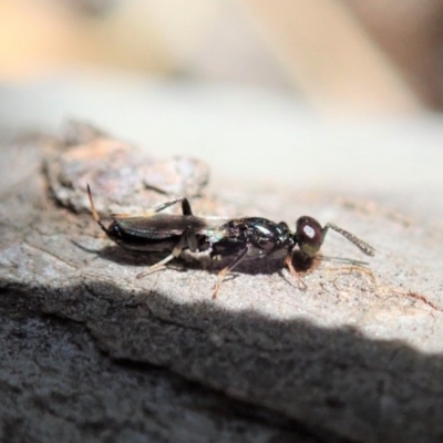 Eupelmidae (family) (Eupelmid wasp) at Cook, ACT - 26 Oct 2019 by CathB