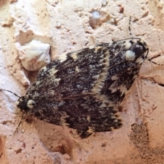 Halone coryphoea (Eastern Halone moth) at Cook, ACT - 29 Oct 2019 by CathB