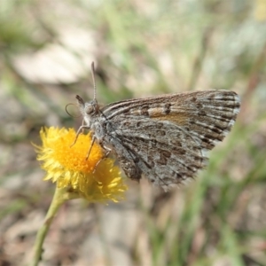 Lucia limbaria at Cook, ACT - 29 Oct 2019 03:24 PM