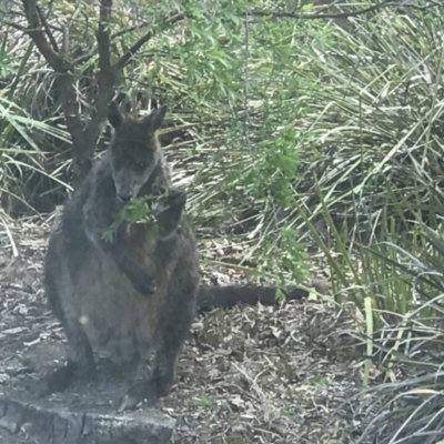 Wallabia bicolor (Swamp Wallaby) at Hackett, ACT - 25 Oct 2019 by Louisab