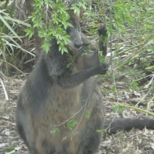 Wallabia bicolor at Hackett, ACT - 25 Oct 2019