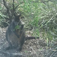 Wallabia bicolor at Hackett, ACT - 25 Oct 2019 12:51 PM