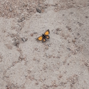 Lucia limbaria at Molonglo River Reserve - 30 Oct 2019 11:30 AM