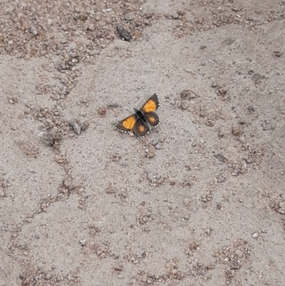 Lucia limbaria (Chequered Copper) at Denman Prospect, ACT - 30 Oct 2019 by HannahWindley