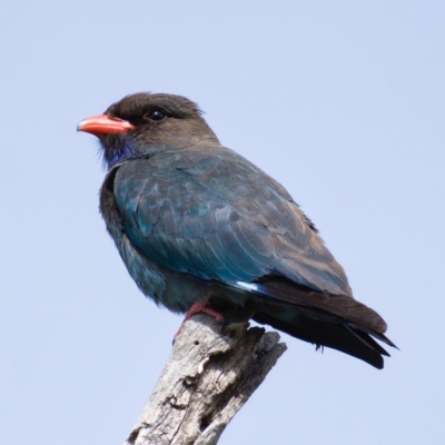 Eurystomus orientalis (Dollarbird) at Tennent, ACT - 30 Oct 2019 by Marthijn