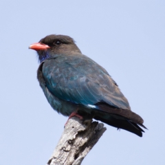 Eurystomus orientalis (Dollarbird) at Tennent, ACT - 29 Oct 2019 by Marthijn