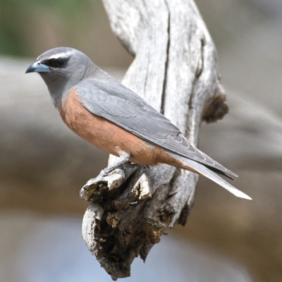 Artamus superciliosus (White-browed Woodswallow) at Paddys River, ACT - 29 Oct 2019 by Marthijn