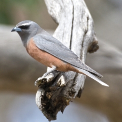 Artamus superciliosus (White-browed Woodswallow) at Paddys River, ACT - 29 Oct 2019 by Marthijn