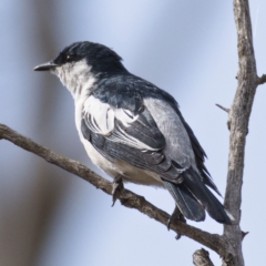 Lalage tricolor (White-winged Triller) at Tharwa, ACT - 30 Oct 2019 by Marthijn