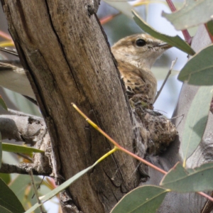 Lalage tricolor at Tharwa, ACT - 30 Oct 2019