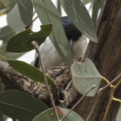 Lalage tricolor at Tharwa, ACT - 30 Oct 2019