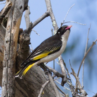 Grantiella picta (Painted Honeyeater) at Namadgi National Park - 29 Oct 2019 by Marthijn