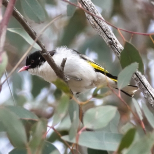 Grantiella picta at Tennent, ACT - 30 Oct 2019